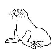 coloriage phoque qui regarde